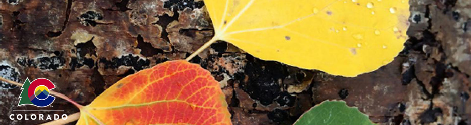 A group of yellow, orange, and green aspen leaves with water droplets