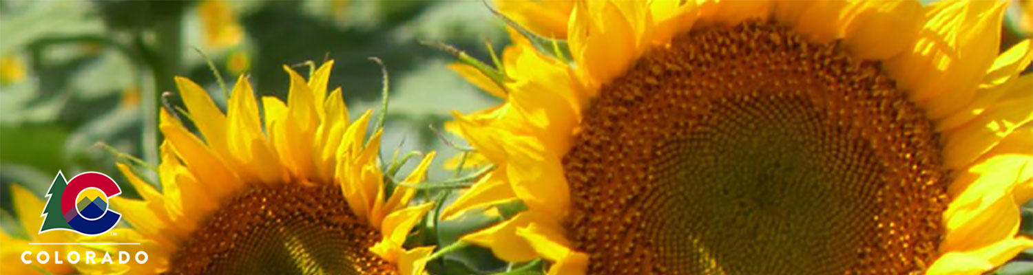 IDS Department Brand Architecture page photo of two large yellow sunflowers with the Primary State Logo in the lower left corner.