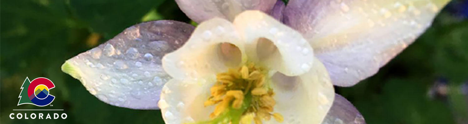 Large photo of a purple, white, and yellow columbine flower with a Colorado brand logo